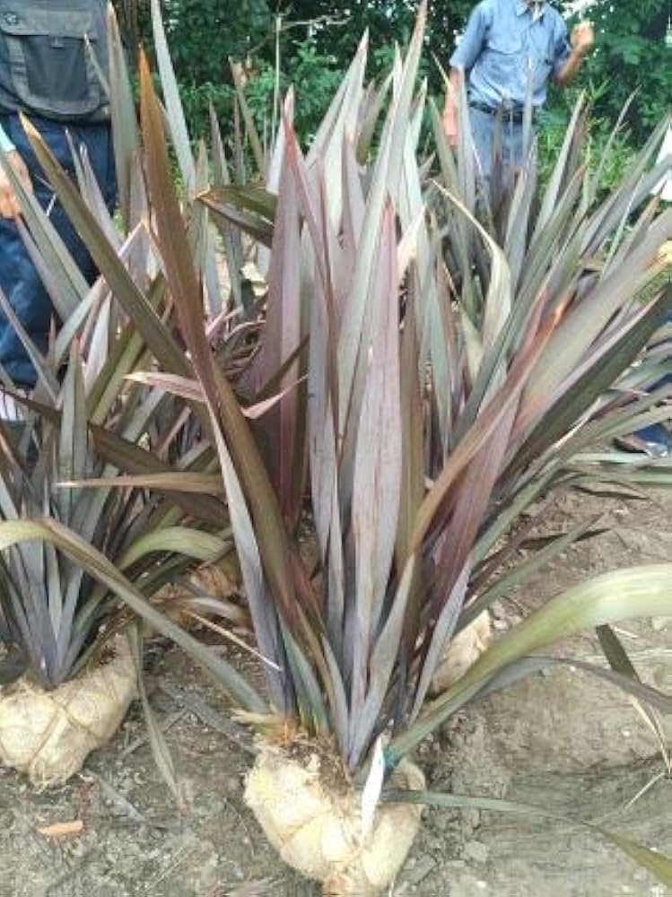 Amazon.co.jp: 大型ニューサイラン・ブロンズ 銅葉 ◎フォルミウム Amazon.co.jp: 大型ニューサイラン・ブロンズ 銅葉 ◎フォルミウム